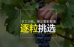 重慶雅婷莊園 雅婷芷蘭干紅葡萄酒 重慶葡萄酒產區